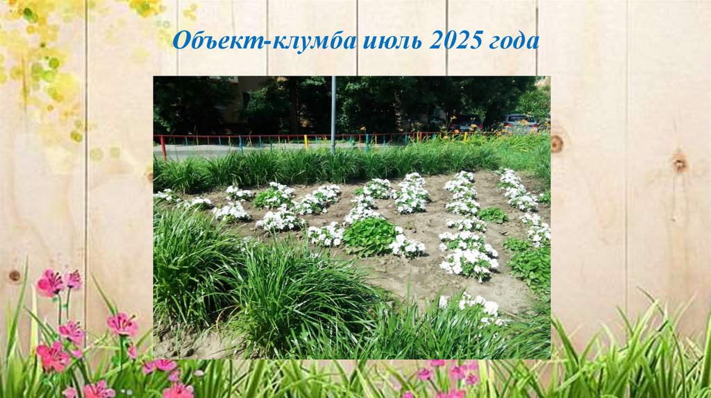 Объект-клумба июль 2025 года