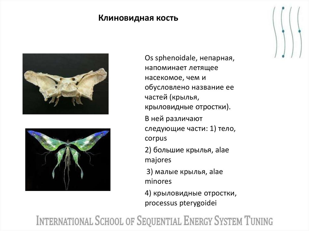 Клиновидная кость