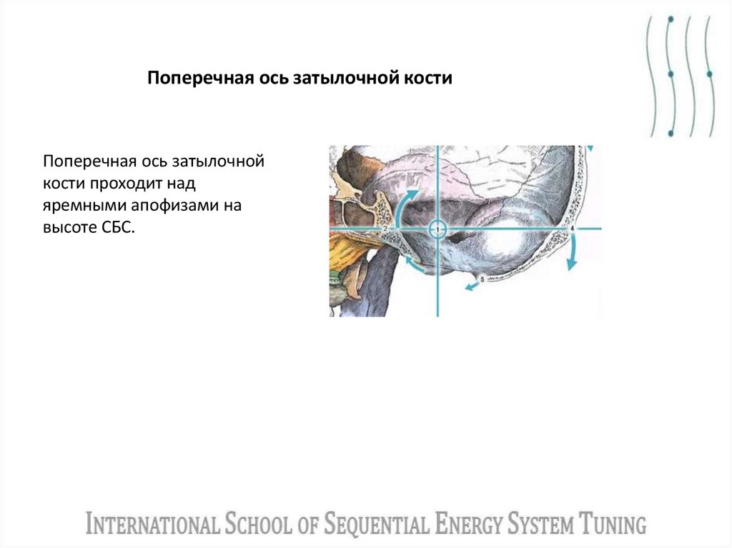 Поперечная ось затылочной кости