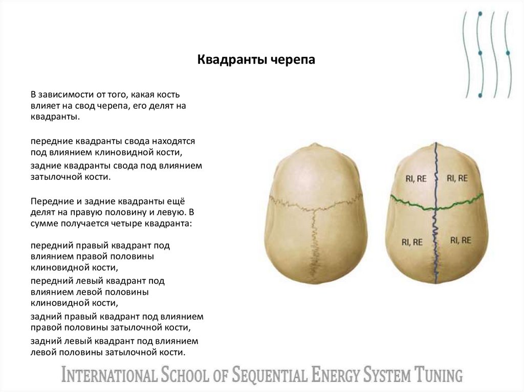 Квадранты черепа