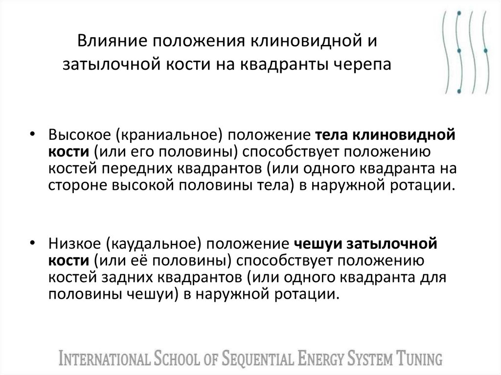 Влияние положения клиновидной и затылочной кости на квадранты черепа