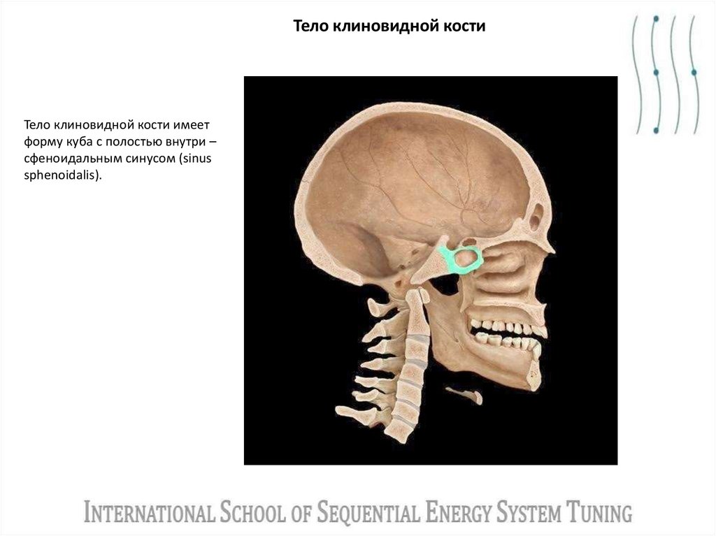 Тело клиновидной кости