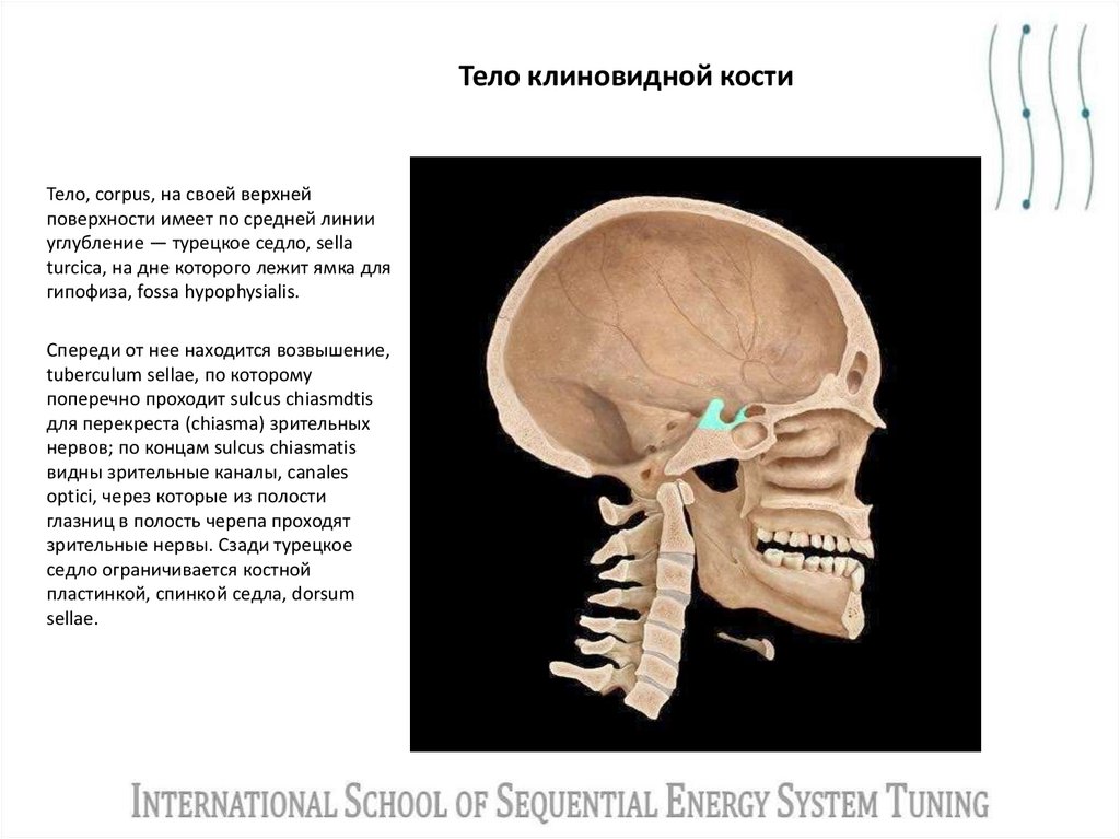 Тело клиновидной кости