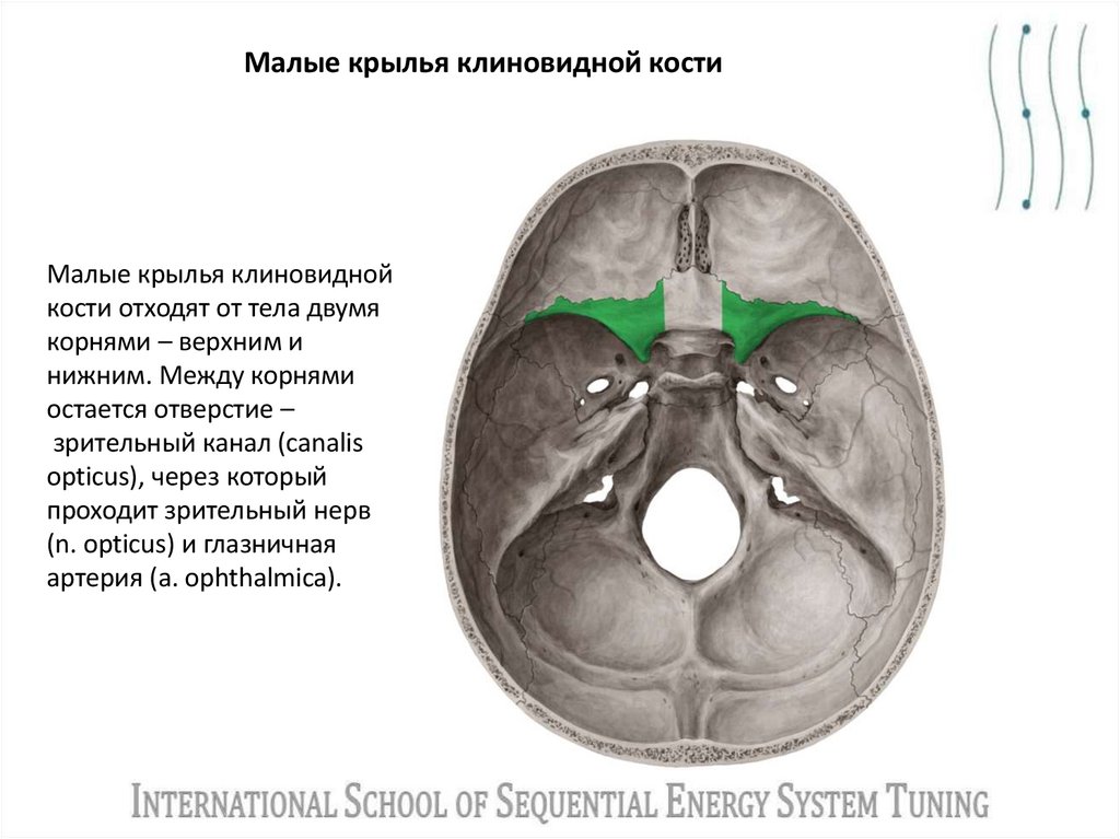 Малые крылья клиновидной кости 