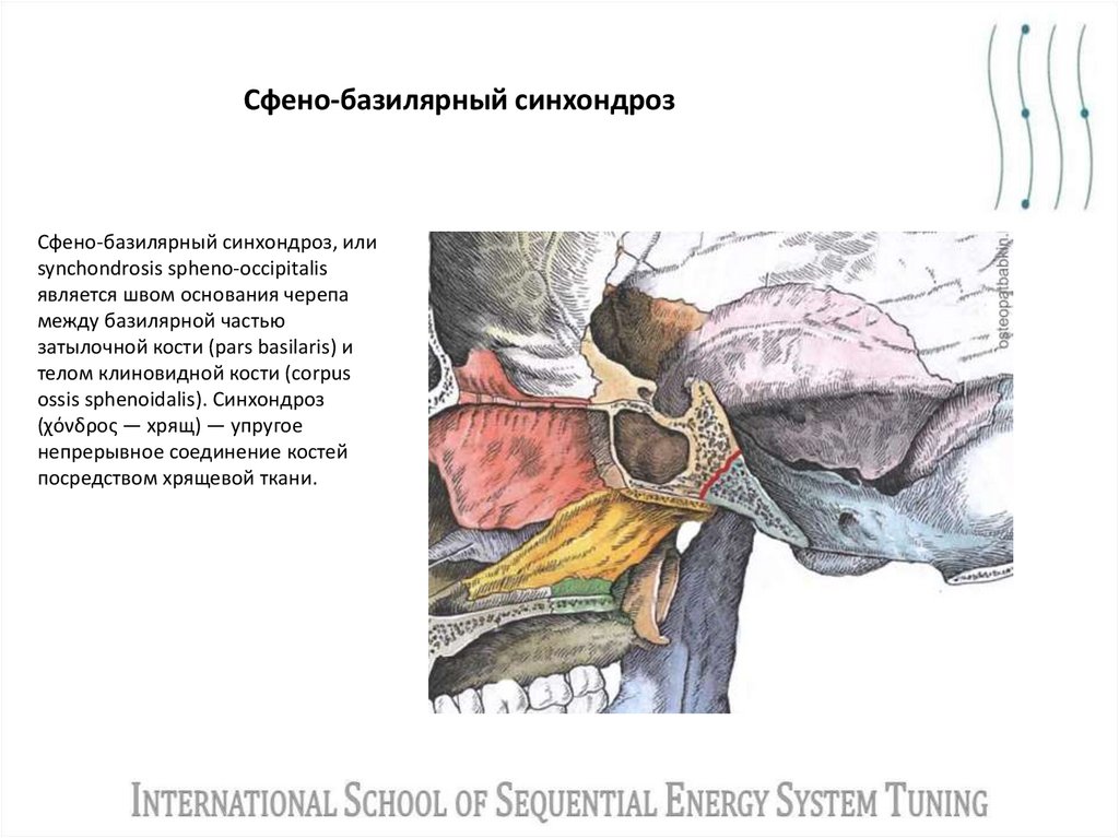 Сфено-базилярный синхондроз