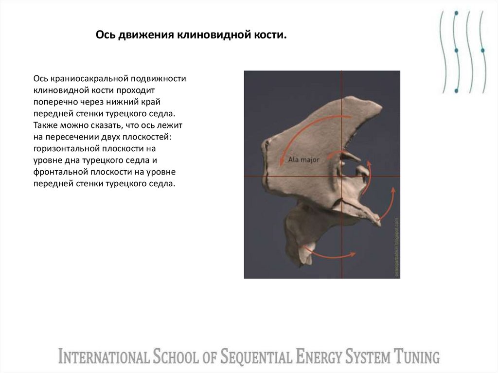 Ось движения клиновидной кости.