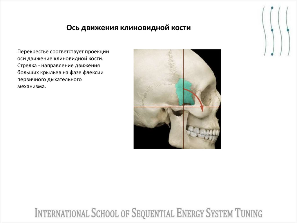 Ось движения клиновидной кости