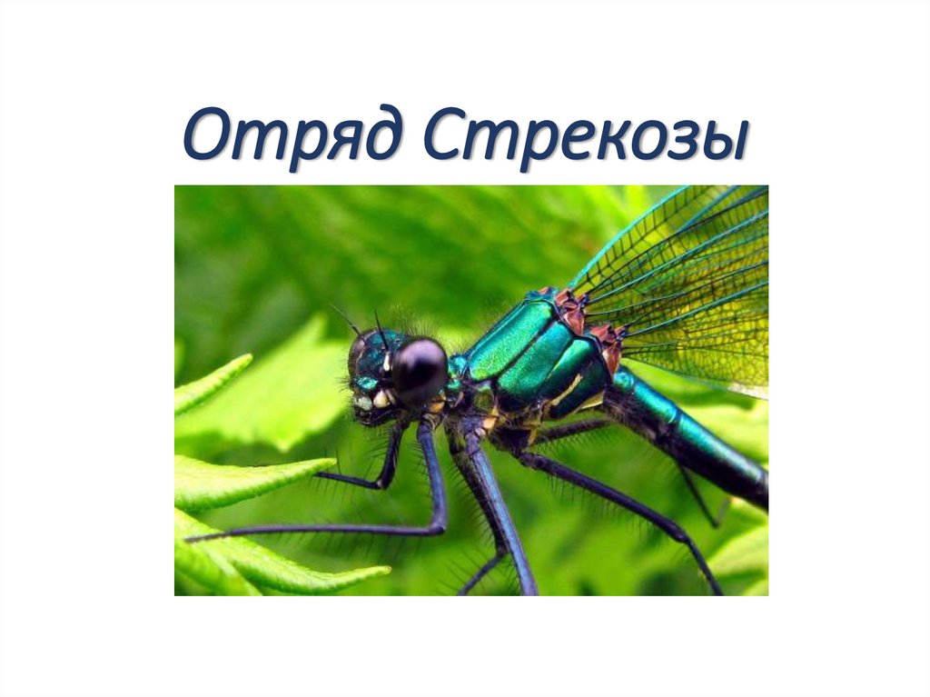 Отряд Стрекозы