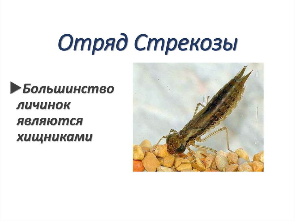 Отряд Стрекозы