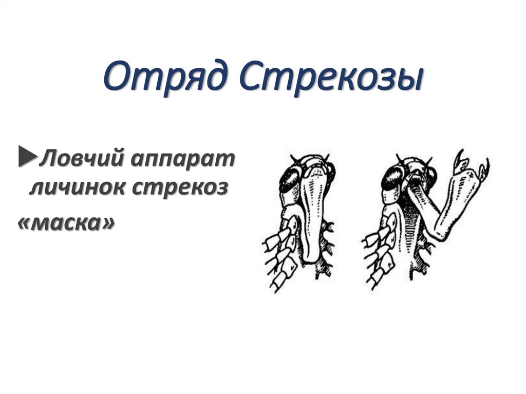 Отряд Стрекозы