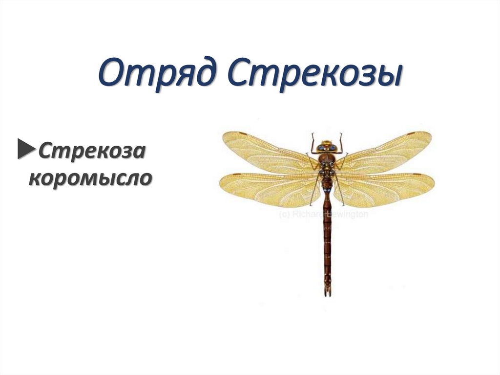 Отряд Стрекозы