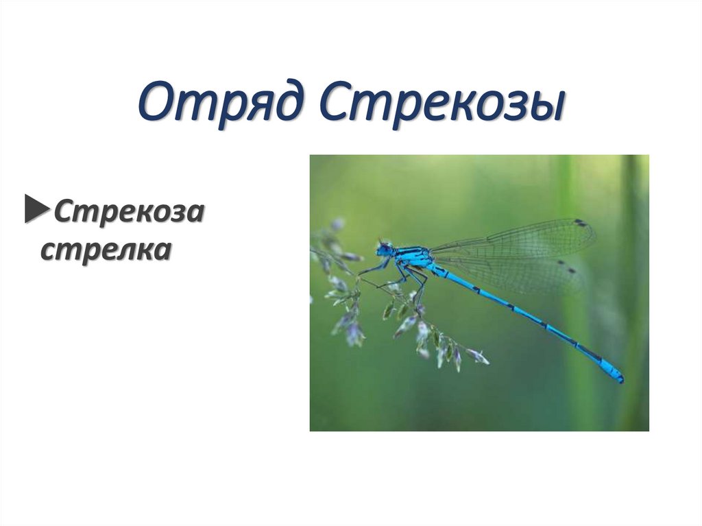 Отряд Стрекозы