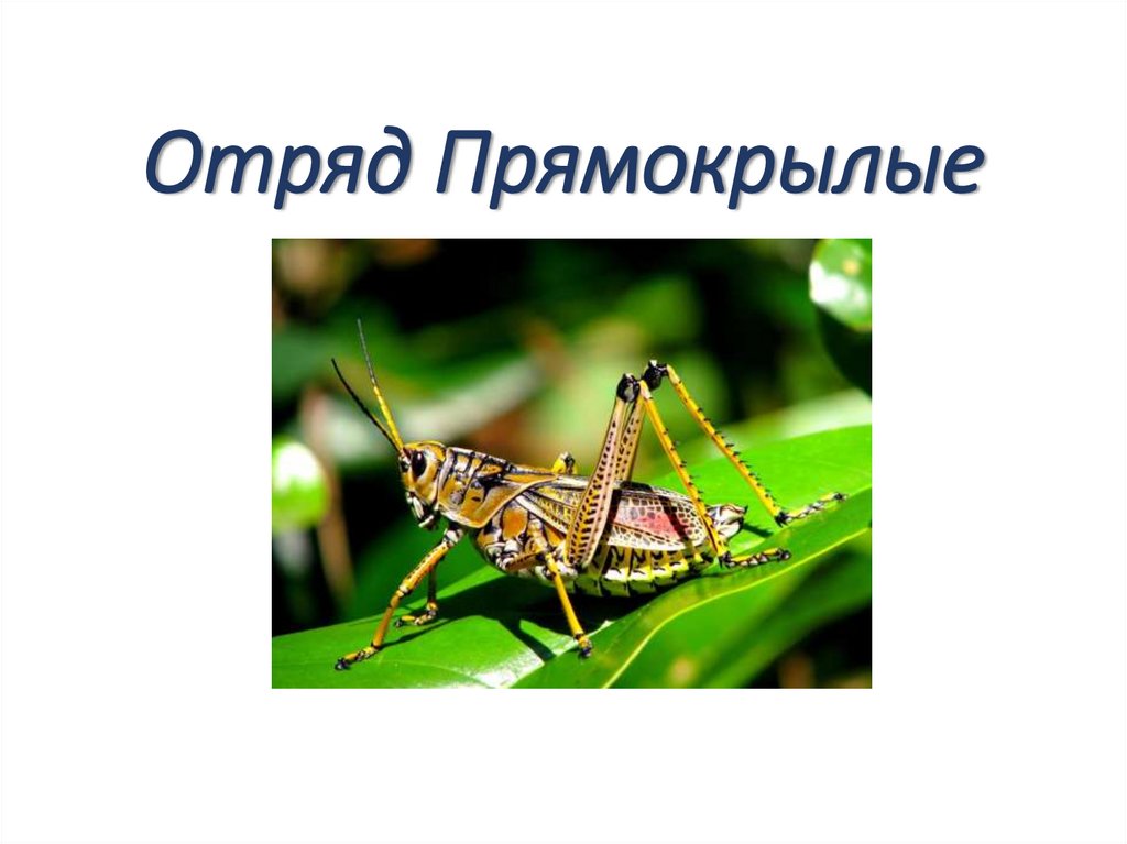 Отряд Прямокрылые
