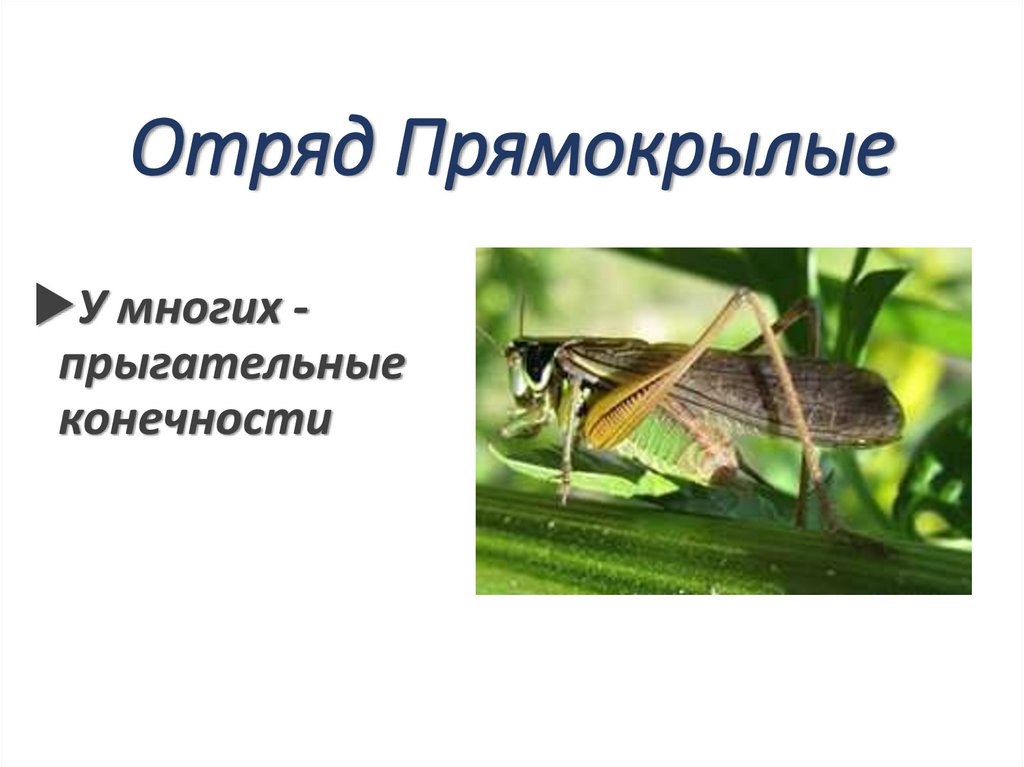 Отряд Прямокрылые