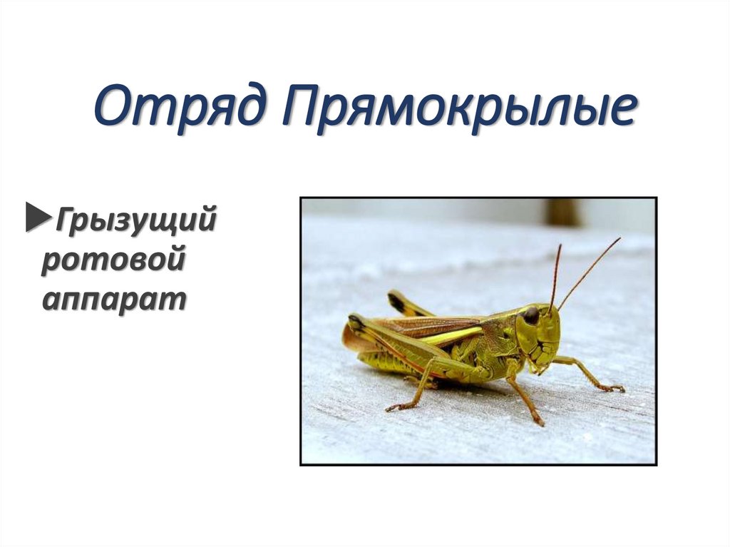 Отряд Прямокрылые