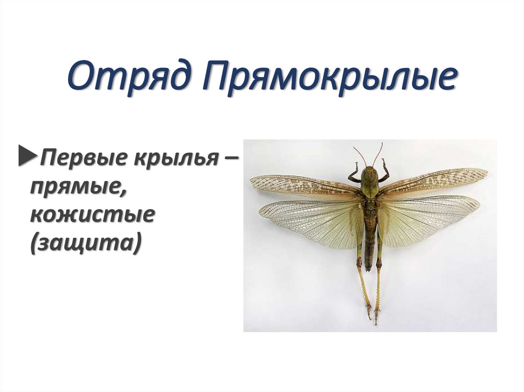 Отряд Прямокрылые