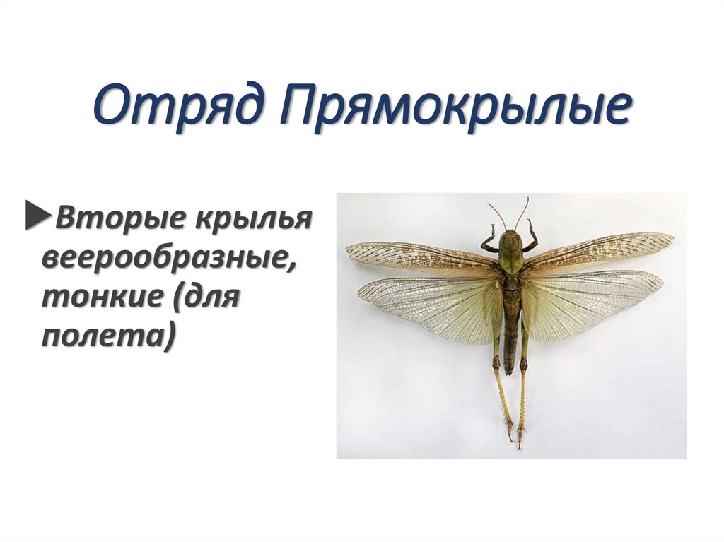 Отряд Прямокрылые