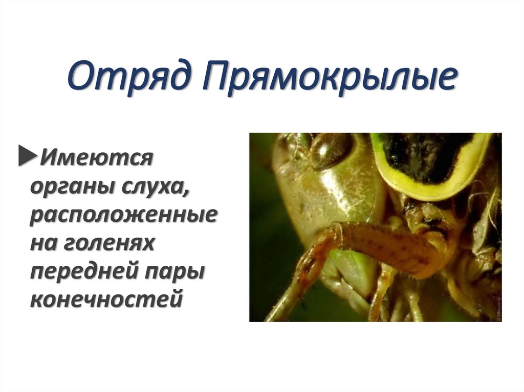 Отряд Прямокрылые