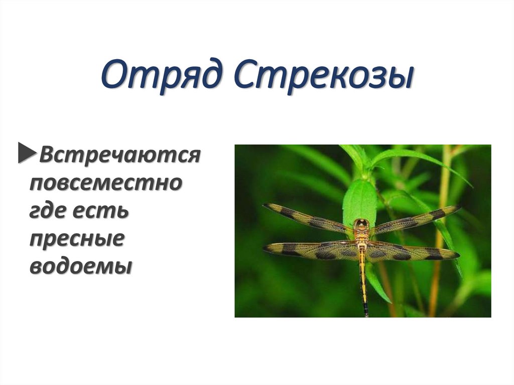 Отряд Стрекозы