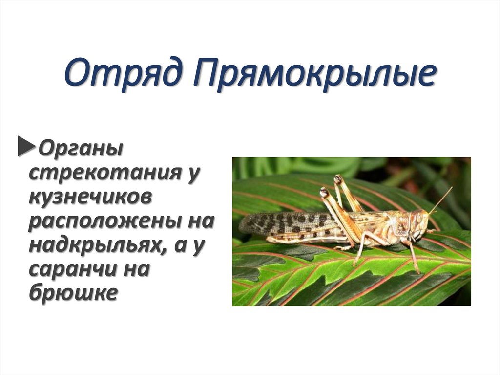 Отряд Прямокрылые