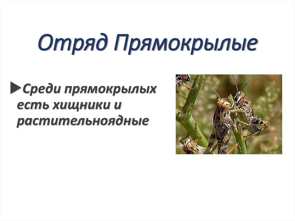 Отряд Прямокрылые