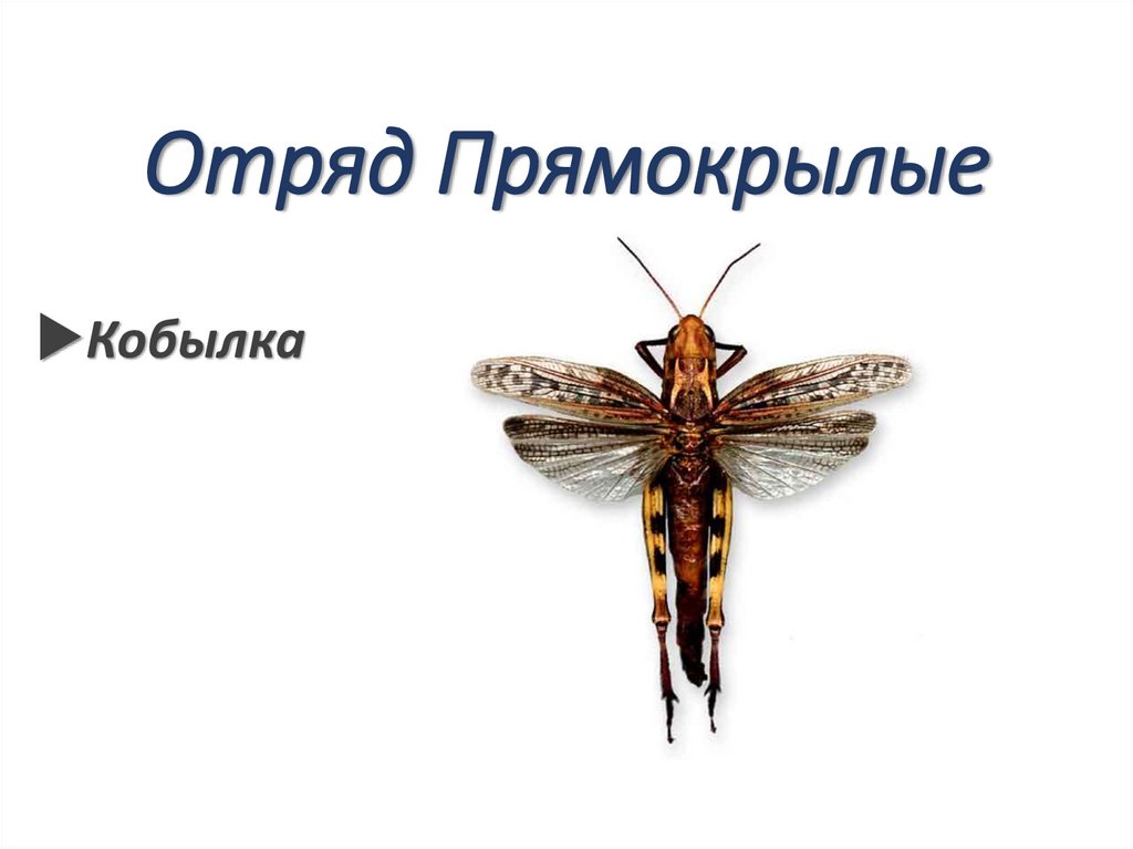Отряд Прямокрылые