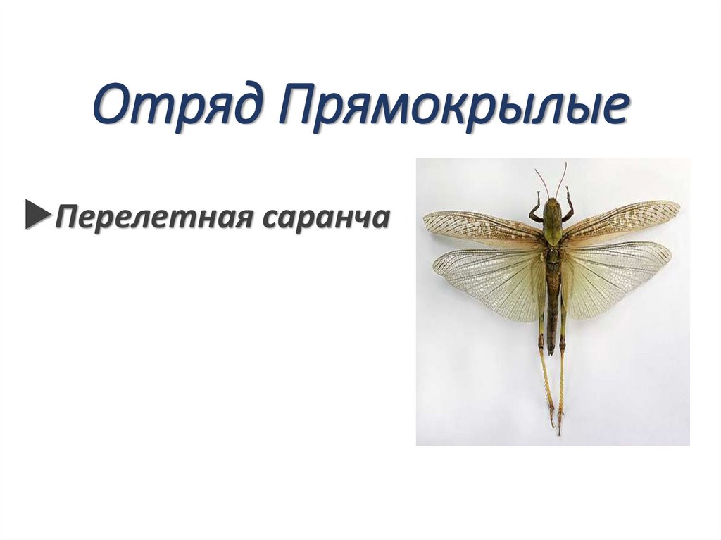 Отряд Прямокрылые