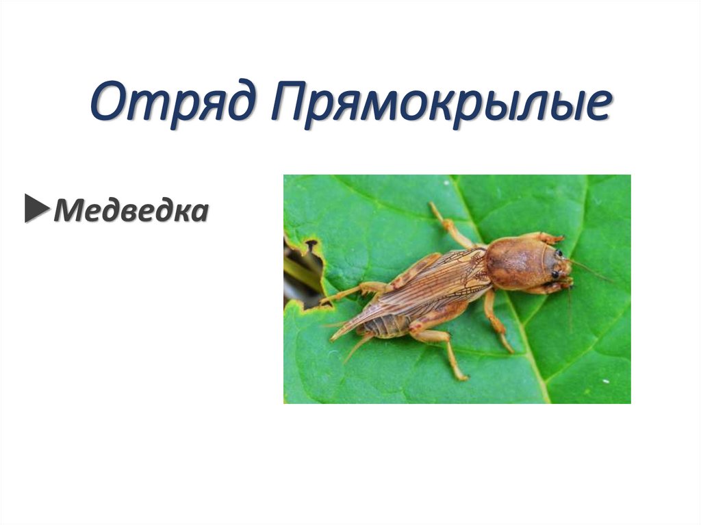 Отряд Прямокрылые