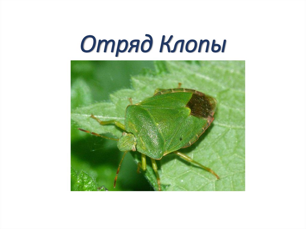 Отряд Клопы