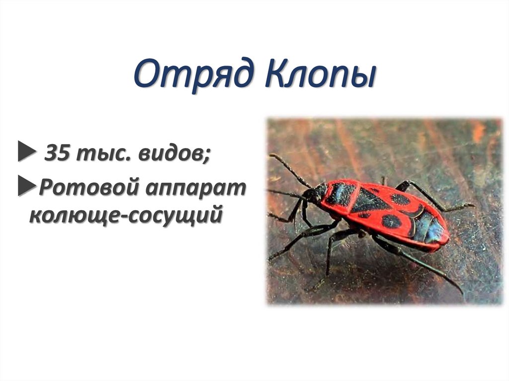 Отряд Клопы