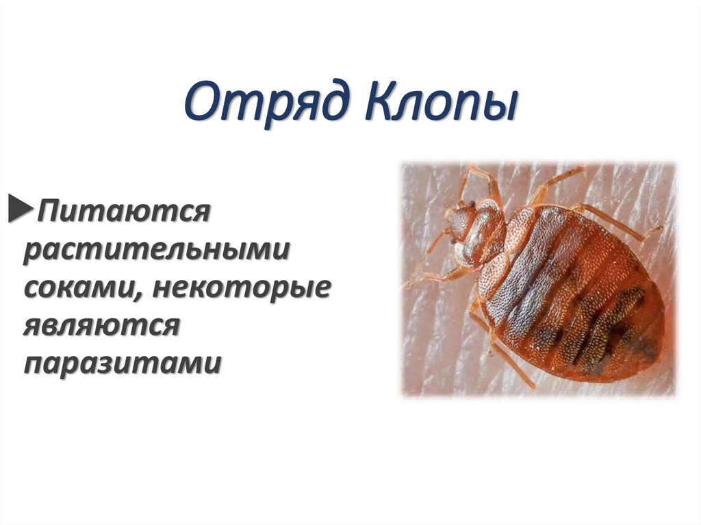 Отряд Клопы