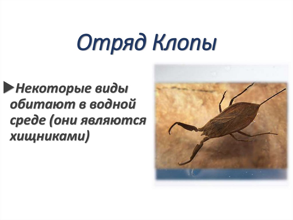 Отряд Клопы