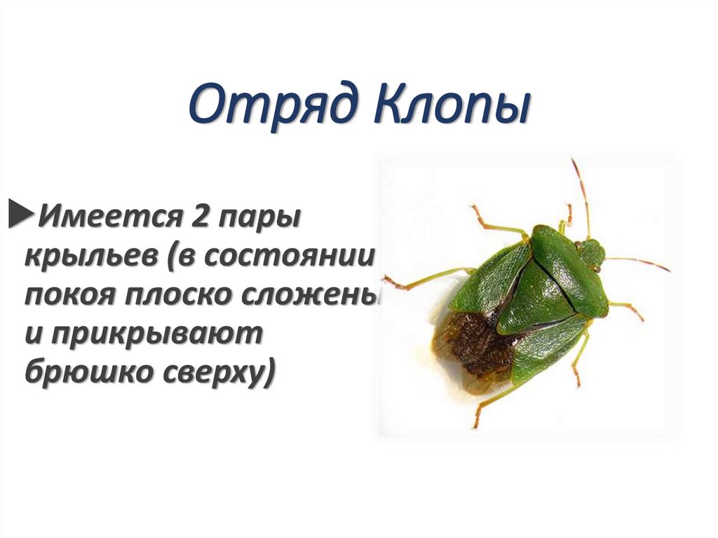 Отряд Клопы