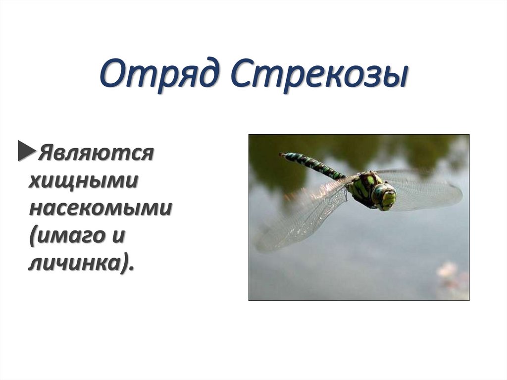 Отряд Стрекозы