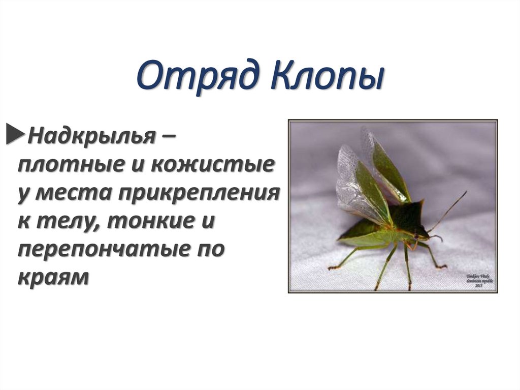 Отряд Клопы