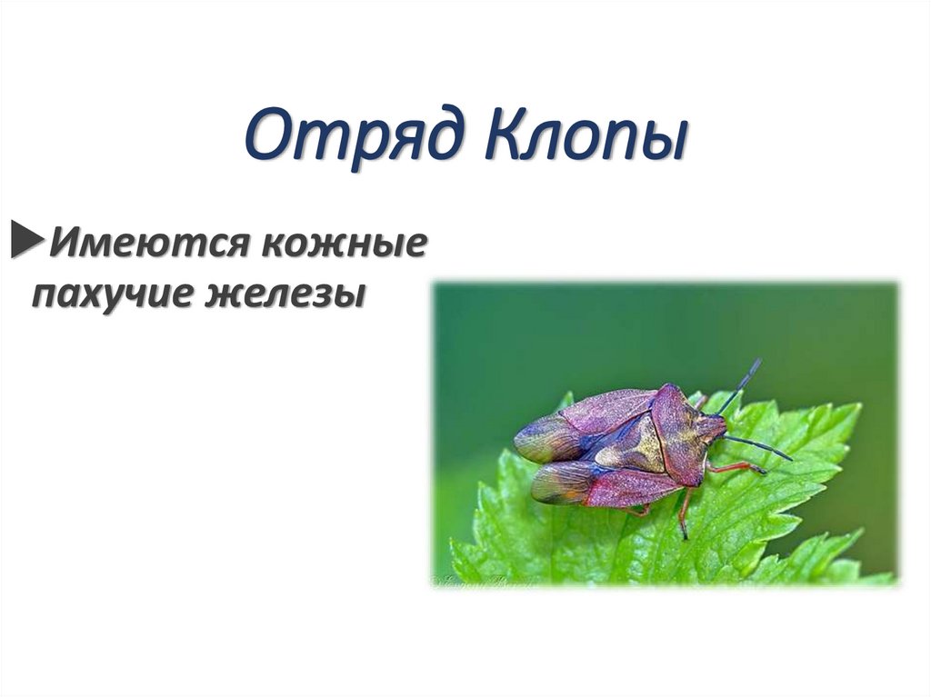 Отряд Клопы