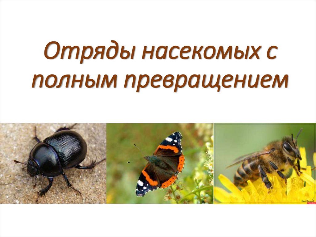 Отряды насекомых с полным превращением