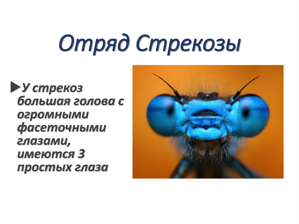 Отряд Стрекозы