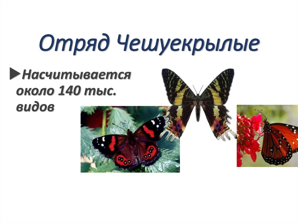 Отряд Чешуекрылые