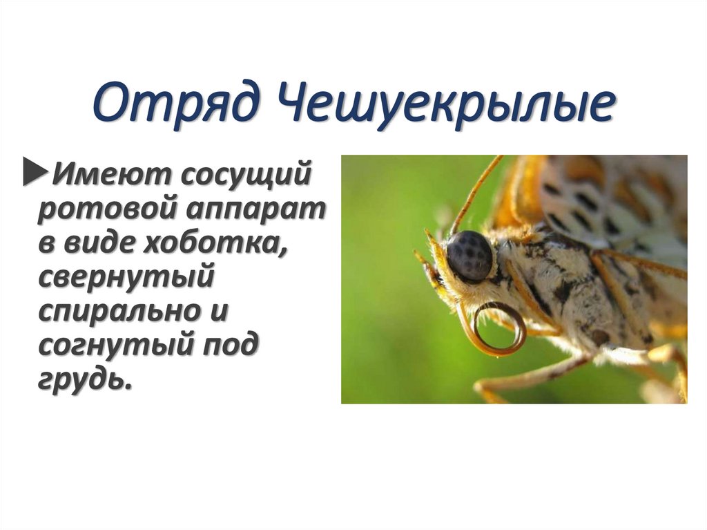 Отряд Чешуекрылые