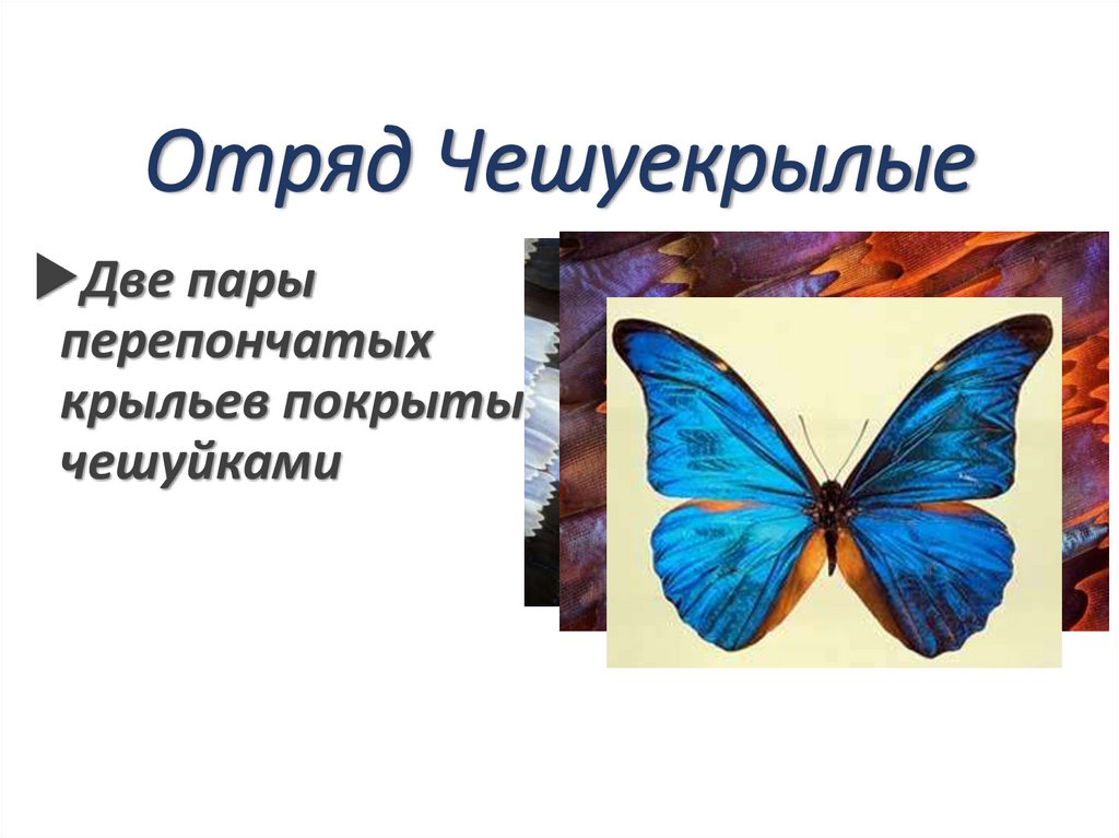 Отряд Чешуекрылые