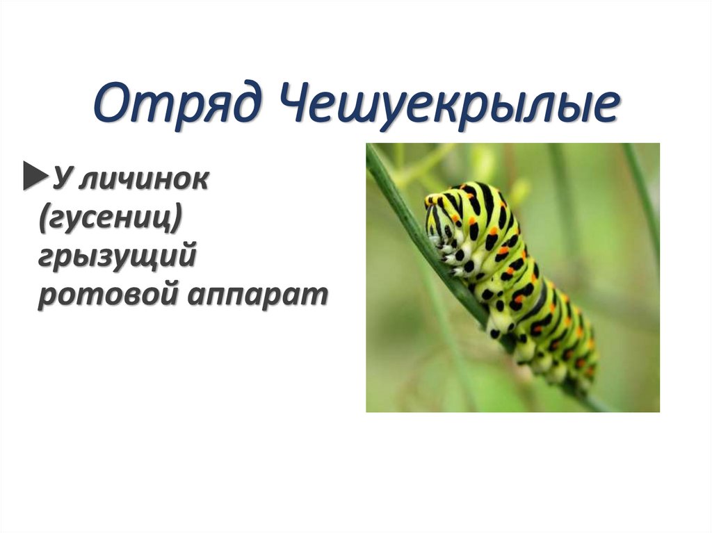 Отряд Чешуекрылые