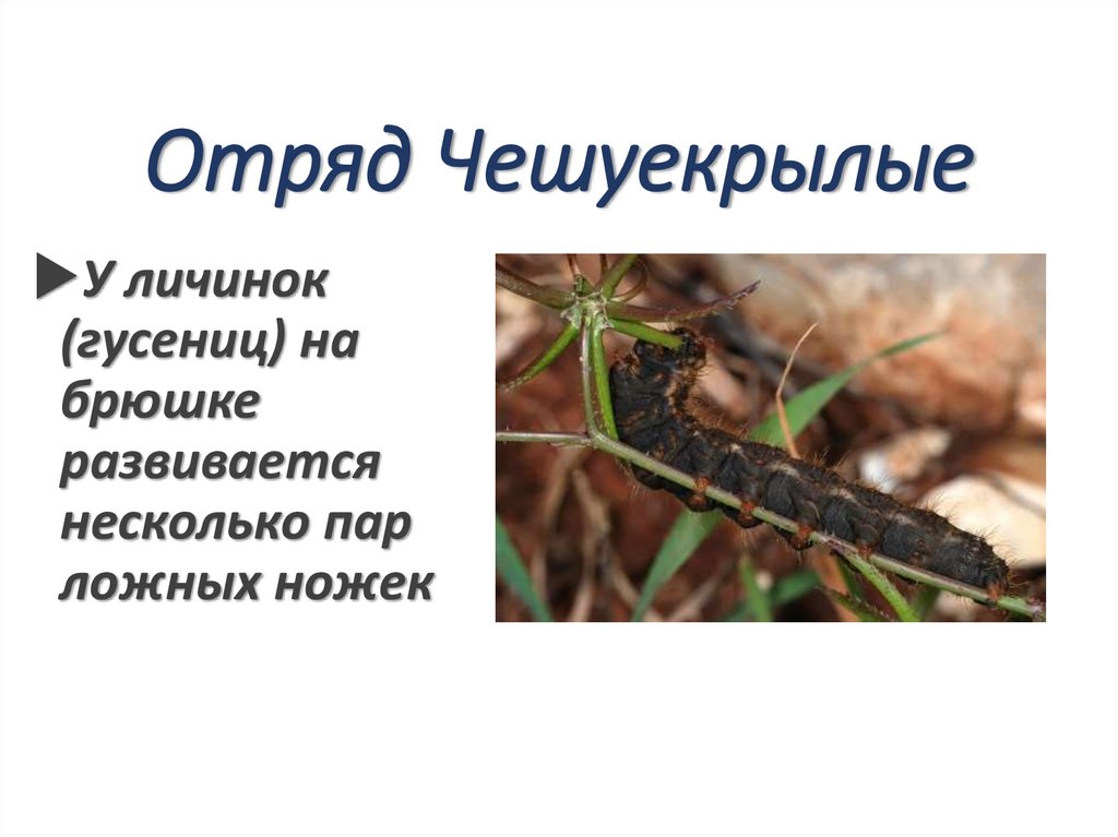 Отряд Чешуекрылые