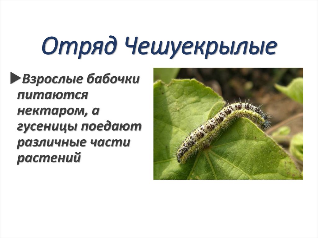 Отряд Чешуекрылые