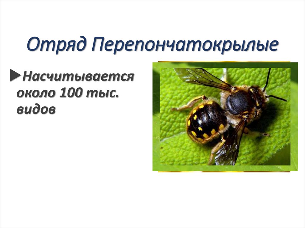 Отряд Перепончатокрылые