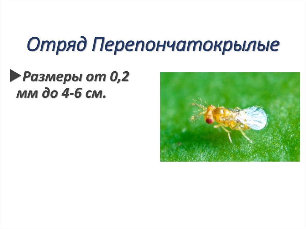 Отряд Перепончатокрылые