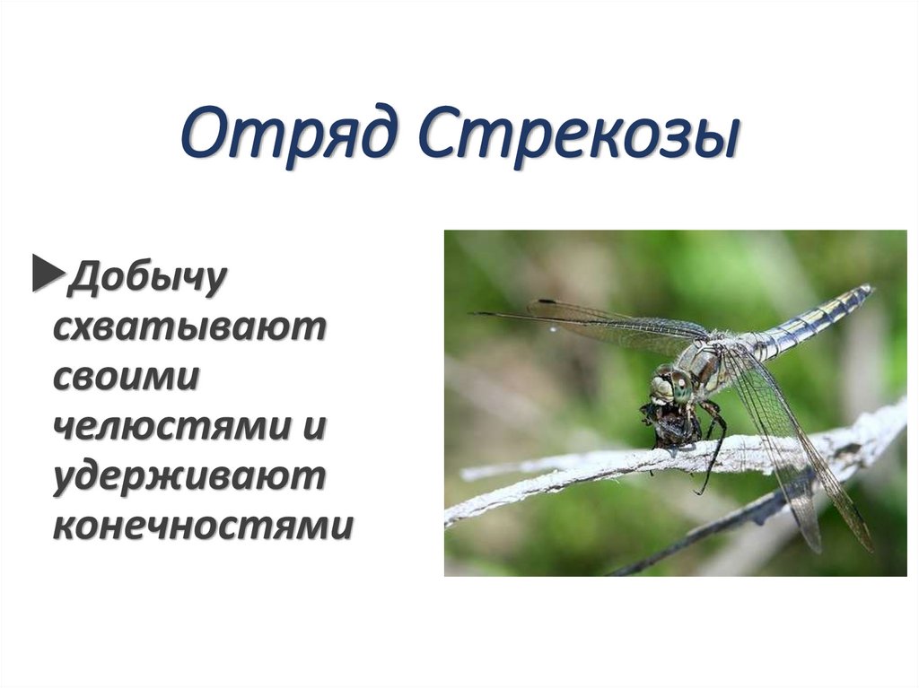 Отряд Стрекозы