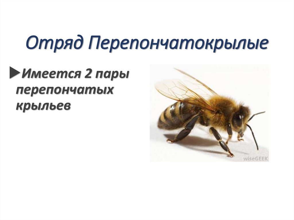 Отряд Перепончатокрылые