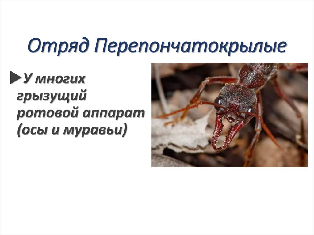 Отряд Перепончатокрылые