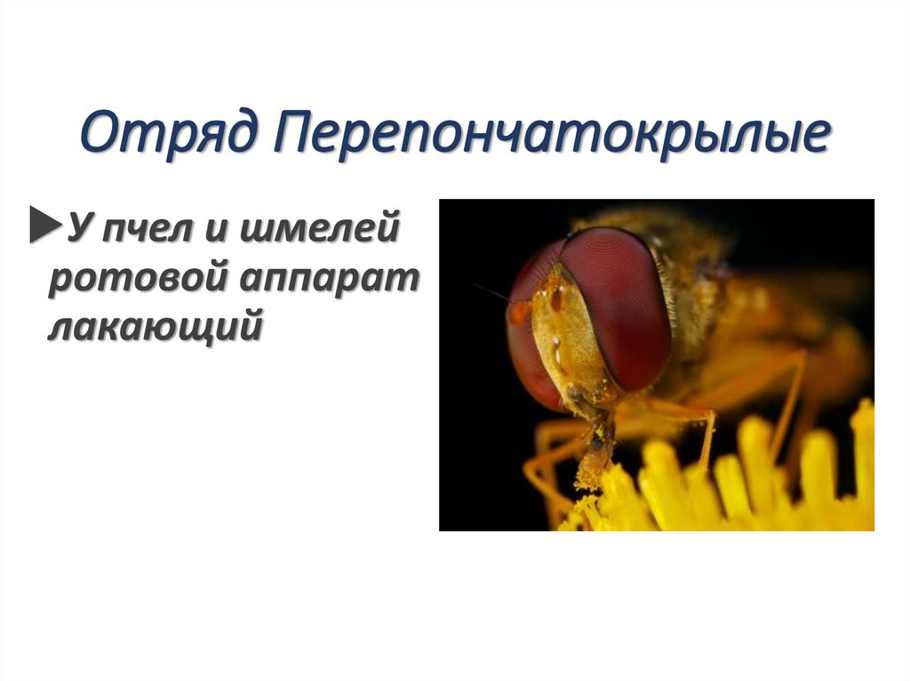 Отряд Перепончатокрылые